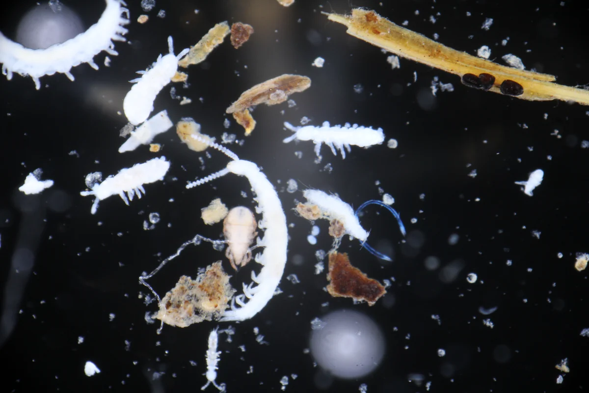 水浮遊法で水面に浮かび上がった土の中の小さな動物たちの顕微鏡写真