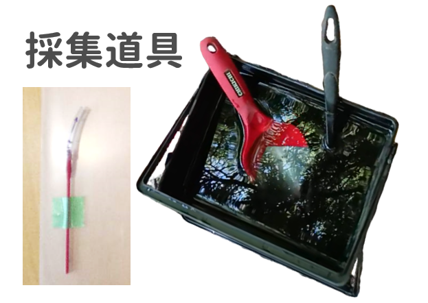 採集容器やすくい移し針などの採集道具